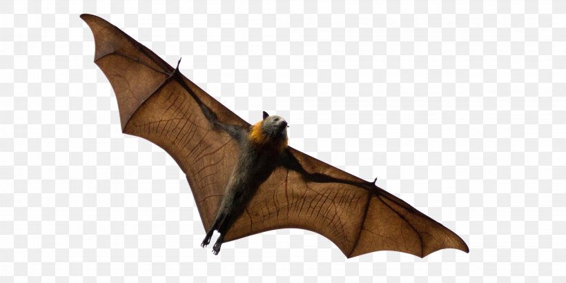 Bats That Eat Fruit Grey-headed Flying Fox Black Flying Fox Animal, PNG, 4215x2108px, Bat, Animal, Black Flying Fox, Flying Foxes, Giant Goldencrowned Flying Fox Download Free
