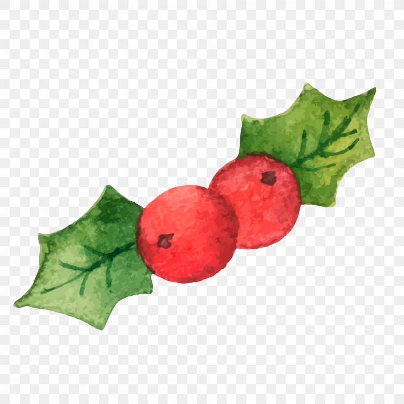 Common Holly Christmas Illustration, PNG, 2000x2000px, Common Holly, Aquifoliaceae, Christmas, Christmas Elf, Christmas Plants Download Free