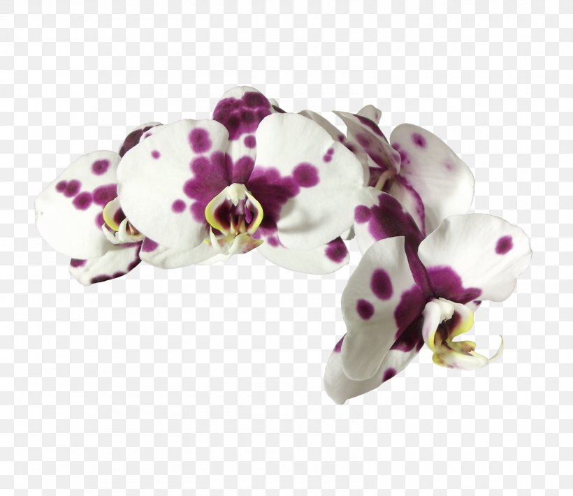 Moth Orchids Flower Plant, PNG, 1600x1386px, Orchids, Amethyst, Body Jewelry, Bud, Deviantart Download Free