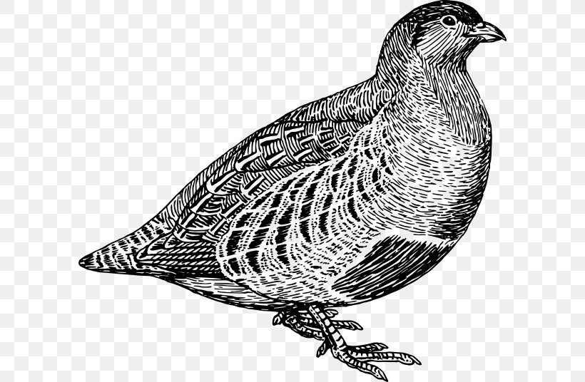 Partridge Quail Clip Art, PNG, 600x536px, Partridge, Beak, Bird, Bird Of Prey, Black And White Download Free