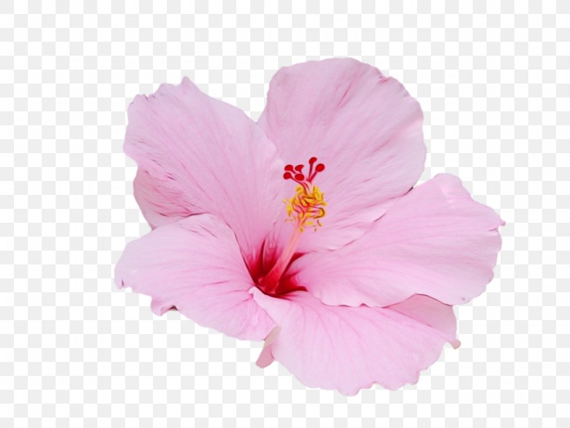 Flower Hibiscus Flowering Plant Petal Pink, PNG, 1280x960px, Watercolor, Chinese Hibiscus, Flower, Flowering Plant, Hawaiian Hibiscus Download Free