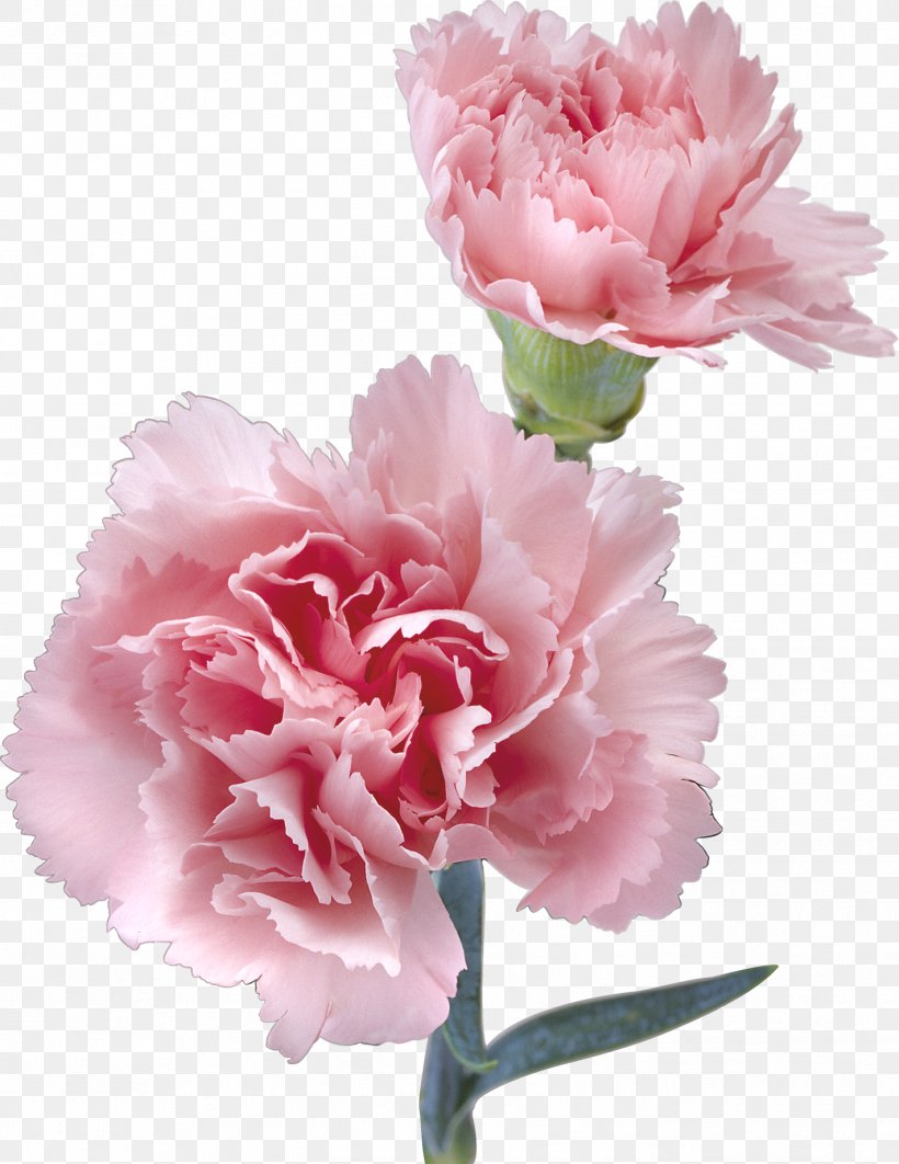 Flower Pink Kryddernellike Color, PNG, 1422x1843px, Flower, Azalea, Blossom, Bud, Carnation Download Free