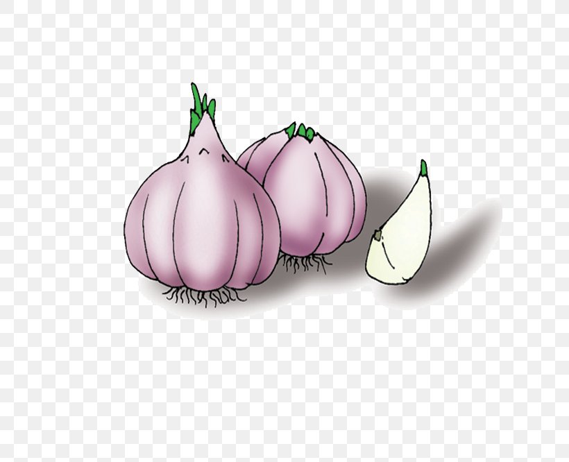 Garlic Cartoon, PNG, 666x666px, Garlic, Advertising, Animation, Cartoon, Common Bean Download Free