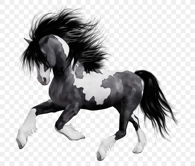 Horse Mane Animal Figure Shetland Pony Stallion, PNG, 700x700px, Watercolor, Animal Figure, Blackandwhite, Drawing, Horse Download Free