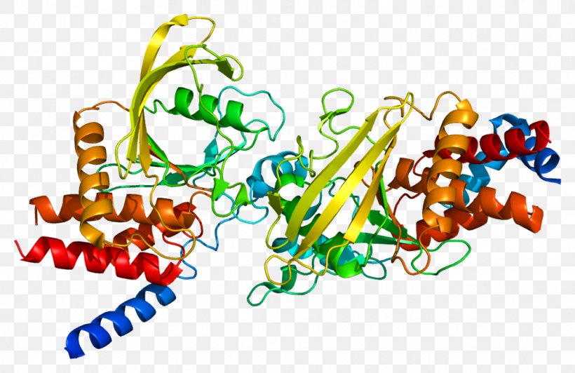 PTPRB Protein Tyrosine Phosphatase Gene VE-cadherin Angiopoietin, PNG, 1036x673px, Watercolor, Cartoon, Flower, Frame, Heart Download Free