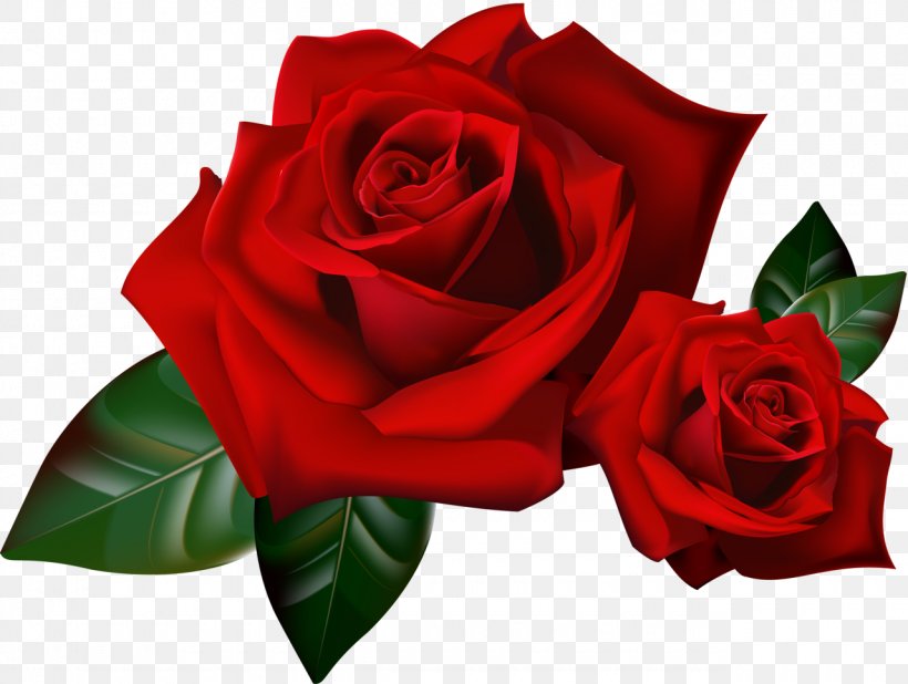 Rose Animation Gfycat, PNG, 1280x966px, Rose, Animation, Black Rose, Blue Rose, China Rose Download Free