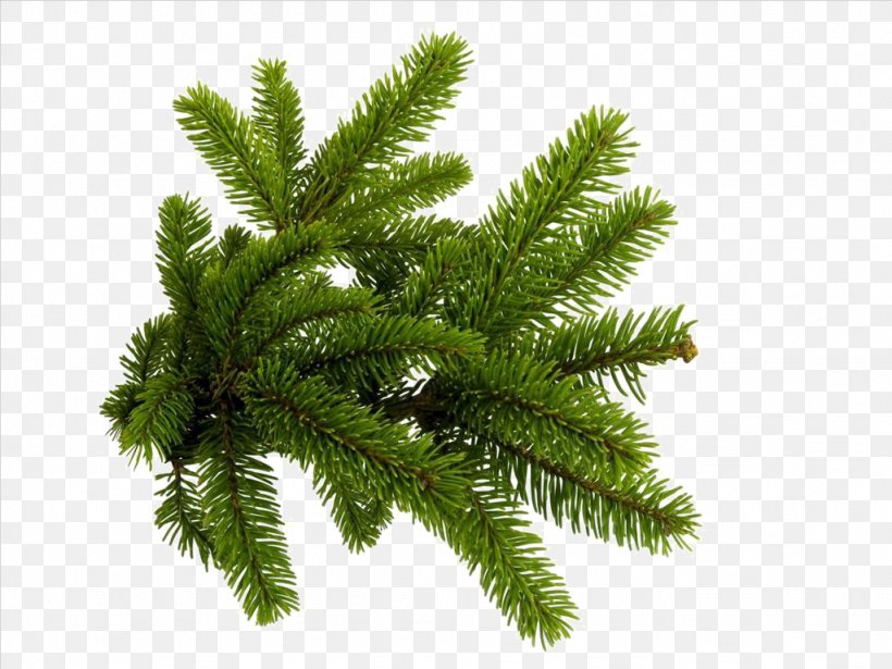 Spruce Branch Tree Clip Art, PNG, 1024x768px, Christmas, Branch, Christmas Decoration, Christmas Ornament, Christmas Tree Download Free