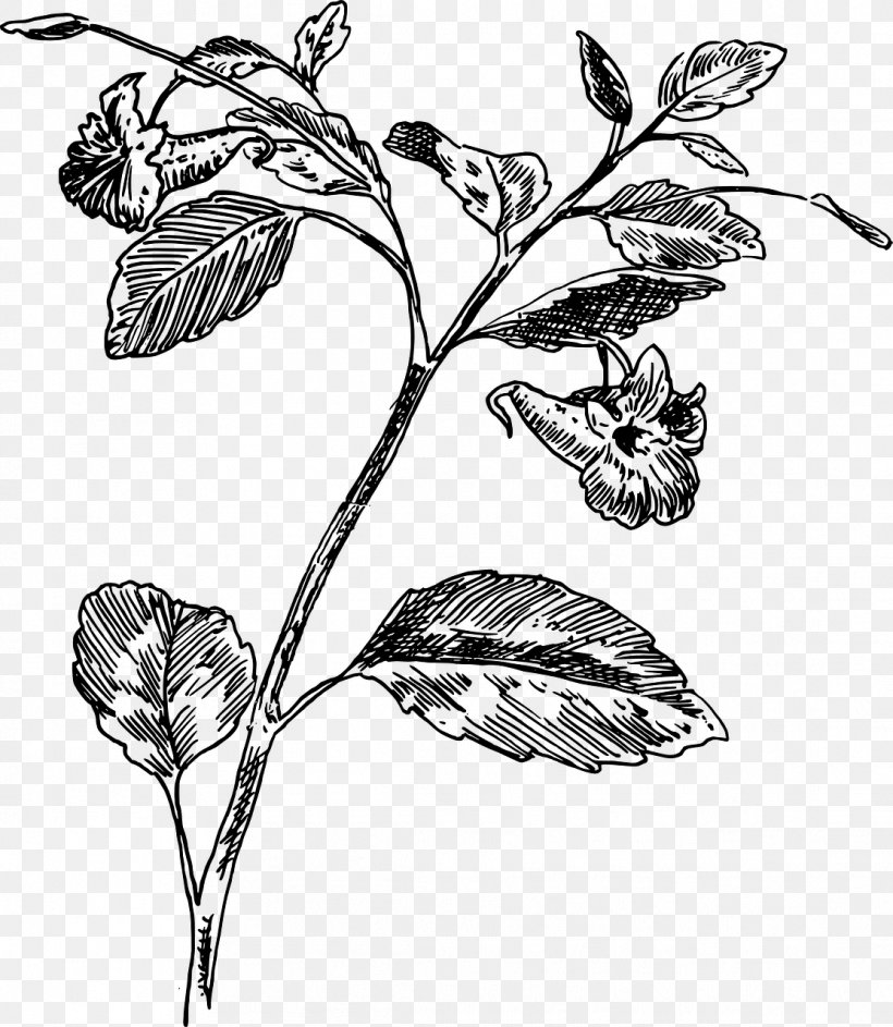 Twig Botany Drawing Biology, PNG, 1113x1280px, Twig, Biology, Black And White, Botany, Branch Download Free