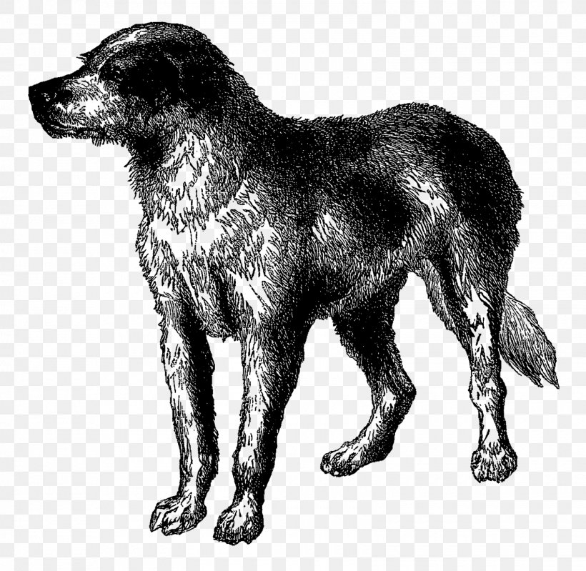 Dog Breed Newfoundland Dog Rare Breed (dog) Great Dane Greyhound, PNG, 1600x1560px, Dog Breed, Beagle, Black And White, Breed, Breed Group Dog Download Free