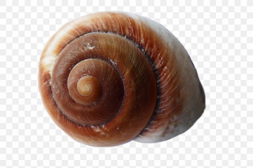 Gastropods Seashell Snail White Sea Mollusc Shell, PNG, 1280x853px, Gastropods, Beach, Caramel Color, Conchology, Drawing Download Free