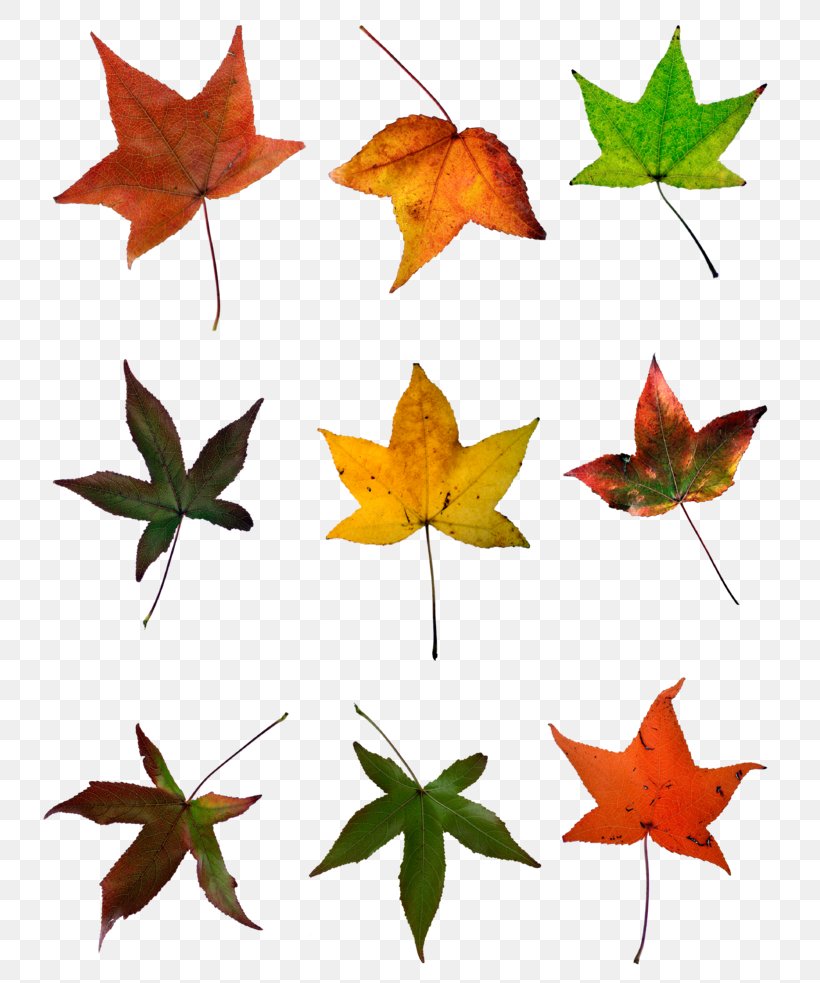 Maple Leaf Red Maple Autumn Image, PNG, 743x983px, Maple Leaf, Autumn, Autumn Leaf Color, Color, Leaf Download Free