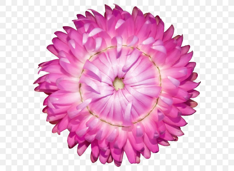 Strawflower Zinnia Stock Photography Pink Flowers, PNG, 600x600px, Strawflower, Blue, Chrysanths, Cut Flowers, Dahlia Download Free