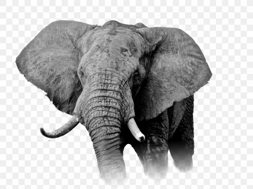 African Elephant Cannabis Democratic Republic Of The Congo Kush, PNG, 2262x1693px, African Elephant, Black And White, Cannabis, Cannabis Sativa, Cannabis Shop Download Free