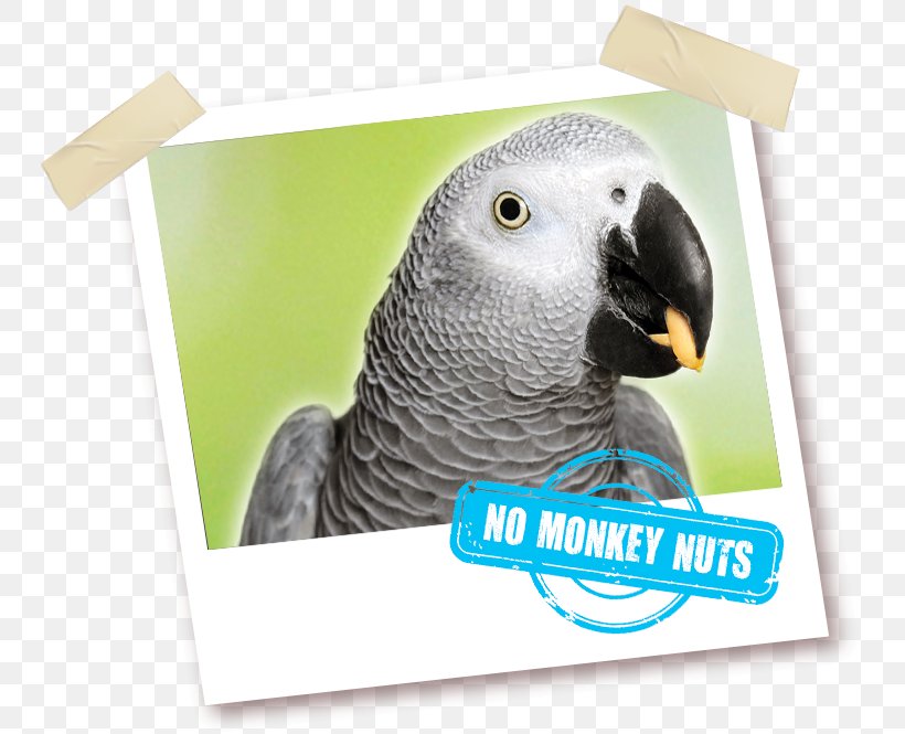 Budgerigar Grey Parrot Pet Parakeet, PNG, 755x665px, Budgerigar, Animal, Animal Feed, Bait, Beak Download Free