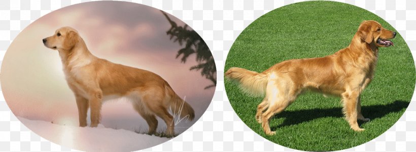 Dog Breed Sporting Group Animal, PNG, 1400x515px, Dog Breed, Animal, Animal Figure, Breed, Carnivoran Download Free