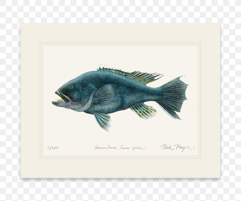 Fish Black Sea Bass Tuna Striped Bass, PNG, 1024x855px, Fish, Art, Bass, Bigeye Tuna, Black Sea Bass Download Free