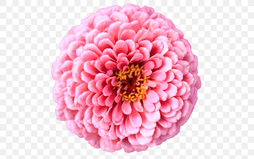 Flower Chrysanthemum Desktop Wallpaper Petal Clip Art, PNG, 512x512px, Flower, Chrysanthemum, Chrysanths, Color, Common Daisy Download Free