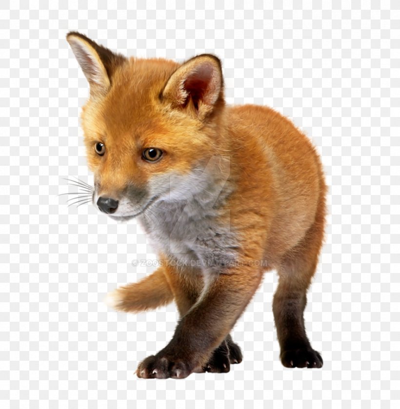 Red Fox Clip Art Image, PNG, 883x904px, Red Fox, Animal, Canidae, Carnivore, Dhole Download Free