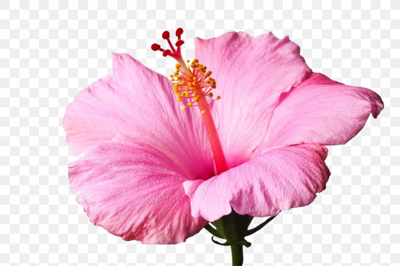 Shoeblackplant Stock Photography Royalty-free, PNG, 1000x666px, Shoeblackplant, Alamy, Chinese Hibiscus, Flower, Flowering Plant Download Free