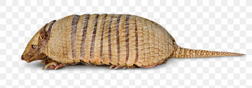 Six-banded Armadillo Nine-banded Armadillo Animal Information, PNG, 1440x506px, Armadillo, Amphibians, Animal, Animal Figure, Bristol Zoo Download Free