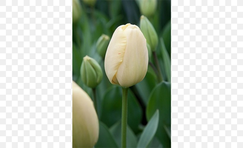 Tulip Bulb Flower Plant Stem Petal, PNG, 500x500px, Tulip, Apeldoorn, Bud, Bulb, Color Download Free