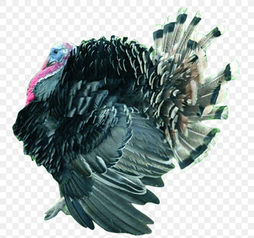 Turkey Bird Aviculture Poultry Farming Biology, PNG, 759x768px, Turkey, Animal Husbandry, Aviculture, Beak, Biology Download Free