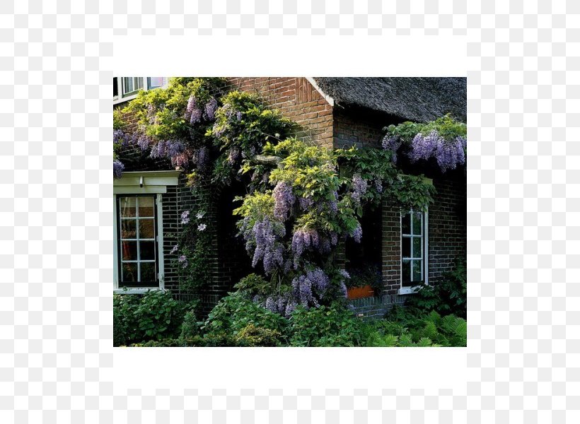 Chinese Wisteria Japanese Wisteria Wisteria Frutescens Acer Japonicum Japanese Maple, PNG, 800x600px, Chinese Wisteria, Acer Japonicum, Cottage, Estate, Facade Download Free