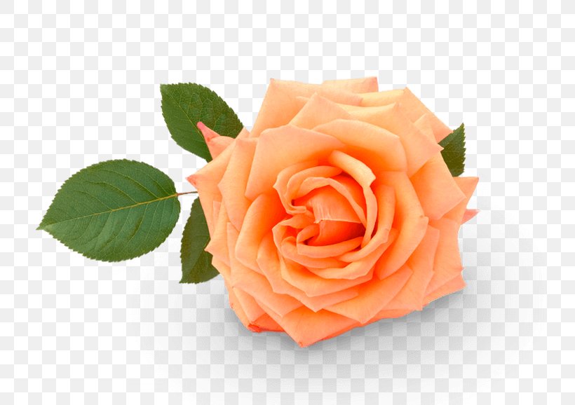 Garden Roses Cabbage Rose Floribunda Cut Flowers Petal, PNG, 770x578px, Garden Roses, Cabbage Rose, Closeup, Cut Flowers, Floribunda Download Free