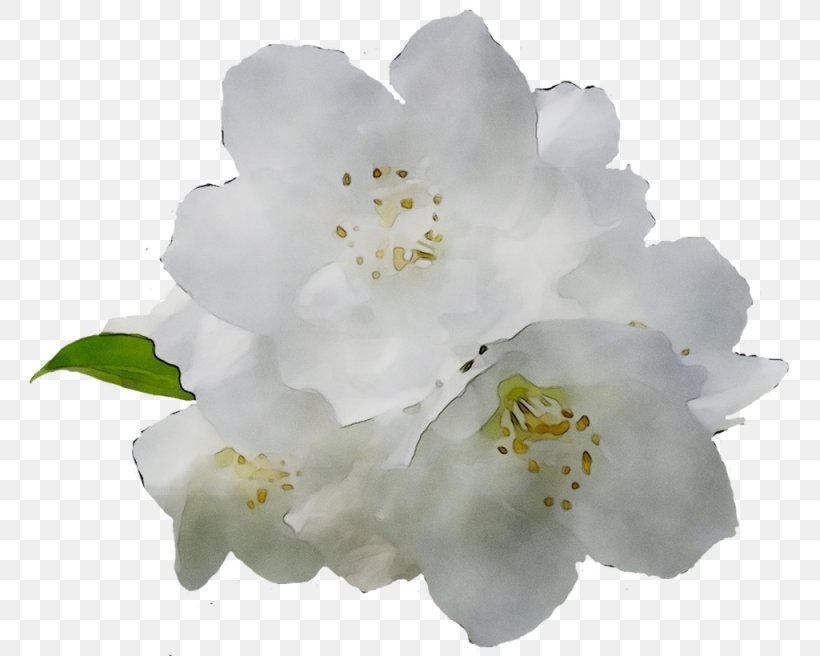 ST.AU.150 MIN.V.UNC.NR AD Cherry Blossom Rose Cherries, PNG, 1025x820px, Stau150 Minvuncnr Ad, Blossom, Camellia Sasanqua, Cherries, Cherry Blossom Download Free