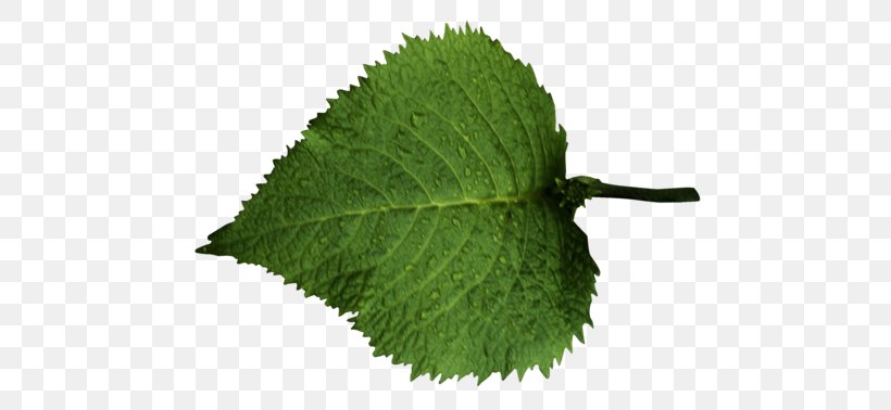 Leaf Tree, PNG, 500x378px, Leaf, Beeswax, Computer Graphics, Herb, Herbalism Download Free