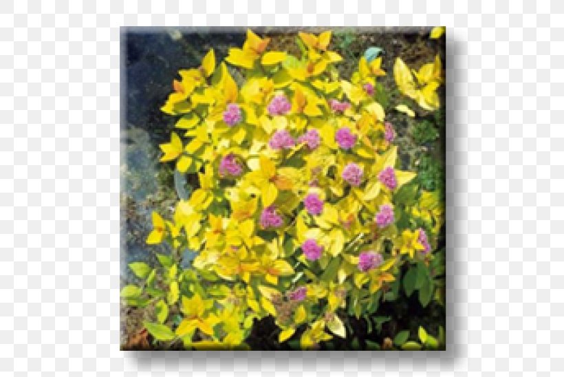 Spiraea Japonica Shrub Color Yellow Soil, PNG, 600x548px, Spiraea Japonica, Bridalwreaths, Color, Flora, Flower Download Free