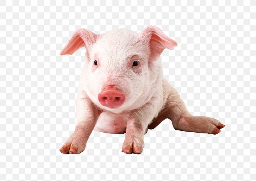 Vietnamese Pot-bellied Miniature Pig Clip Art, PNG, 1024x727px, Vietnamese Potbellied, Animal, Display Resolution, Domestic Pig, Livestock Download Free