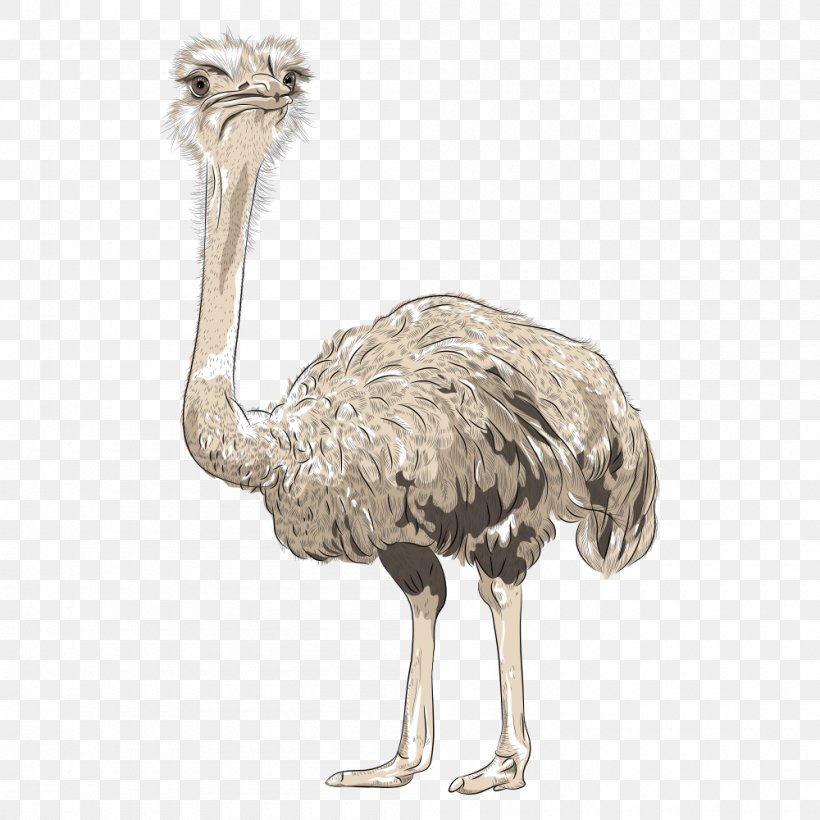 Common Ostrich Top Hat Stock Photography Clip Art, PNG, 1000x1000px, Common Ostrich, Beak, Bird, Bow Tie, Emu Download Free