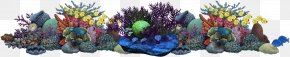 Sea - Coral Reef Underwater Alcyonacea Sea PNG