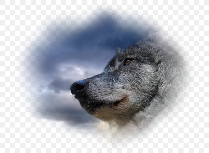 Dog Horse Arctic Wolf Desktop Wallpaper Black Wolf, PNG, 750x600px, Dog, Animal, Arctic Wolf, Art, Black Wolf Download Free