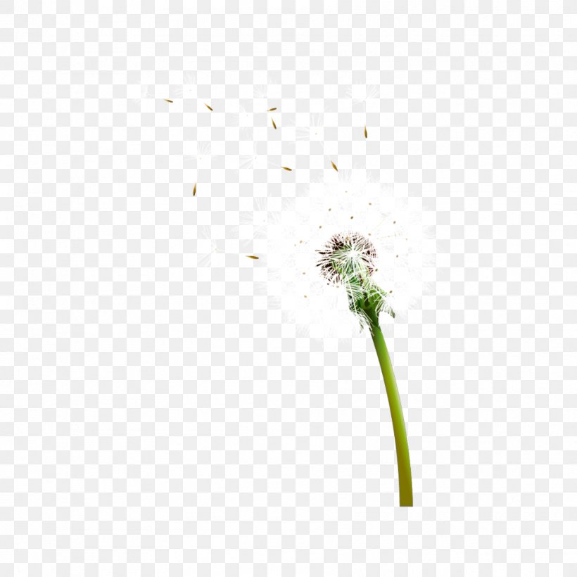 Floating Petals, PNG, 1773x1773px, Common Dandelion, Dandelion, Flora, Flower, Grass Download Free