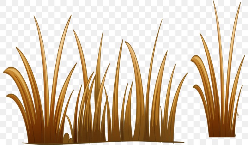 Download, PNG, 800x479px, Autumn, Cartoon, Commodity, Grass, Grass Family Download Free