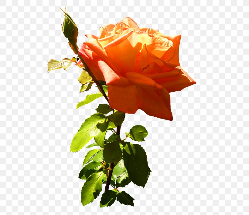 Garden Roses Cabbage Rose Floribunda Flower Clip Art, PNG, 512x709px, Garden Roses, Branch, Bud, Cabbage Rose, China Rose Download Free