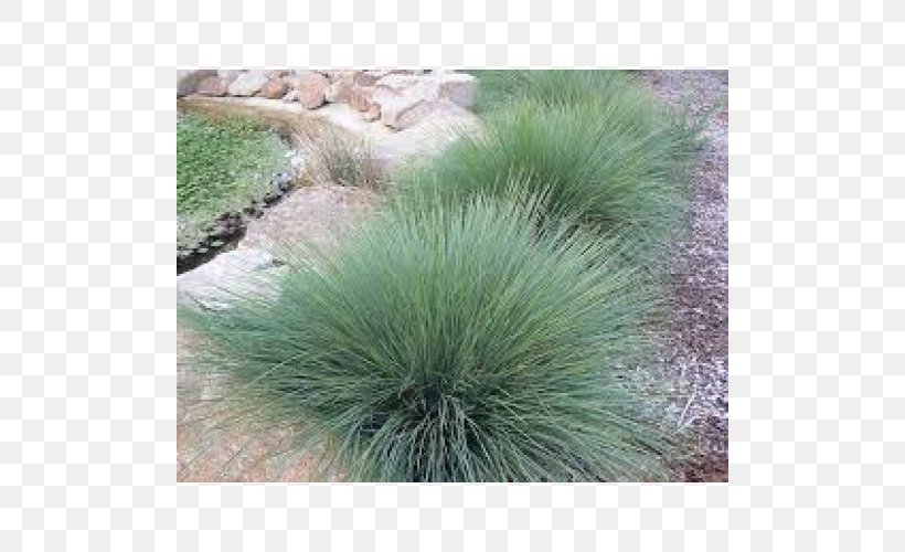 Lomandra Native Plant Helictotrichon Sempervirens Garden, PNG, 500x500px, Lomandra, Drought Tolerance, Evergreen, Garden, Gardening Download Free