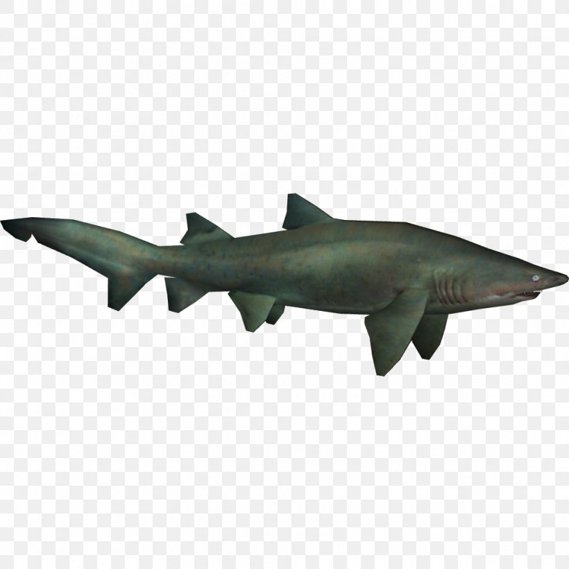 Sand Tiger Shark Sand Shark Chondrichthyes, PNG, 1014x1014px, Tiger, Animal, Caribbean Reef Shark, Cartilaginous Fish, Chondrichthyes Download Free