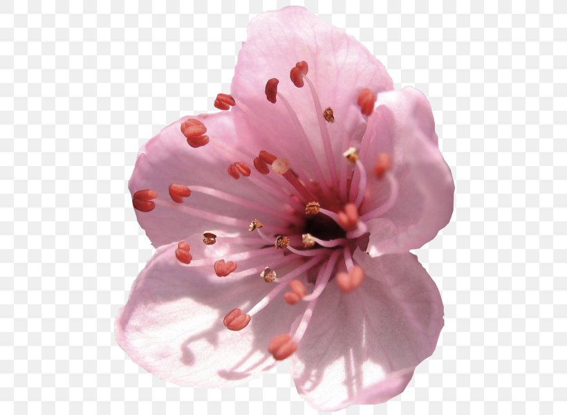 Cherry Blossom Flower Spring, PNG, 500x600px, Cherry Blossom, Blossom, Business Card, Cherry, Floral Design Download Free