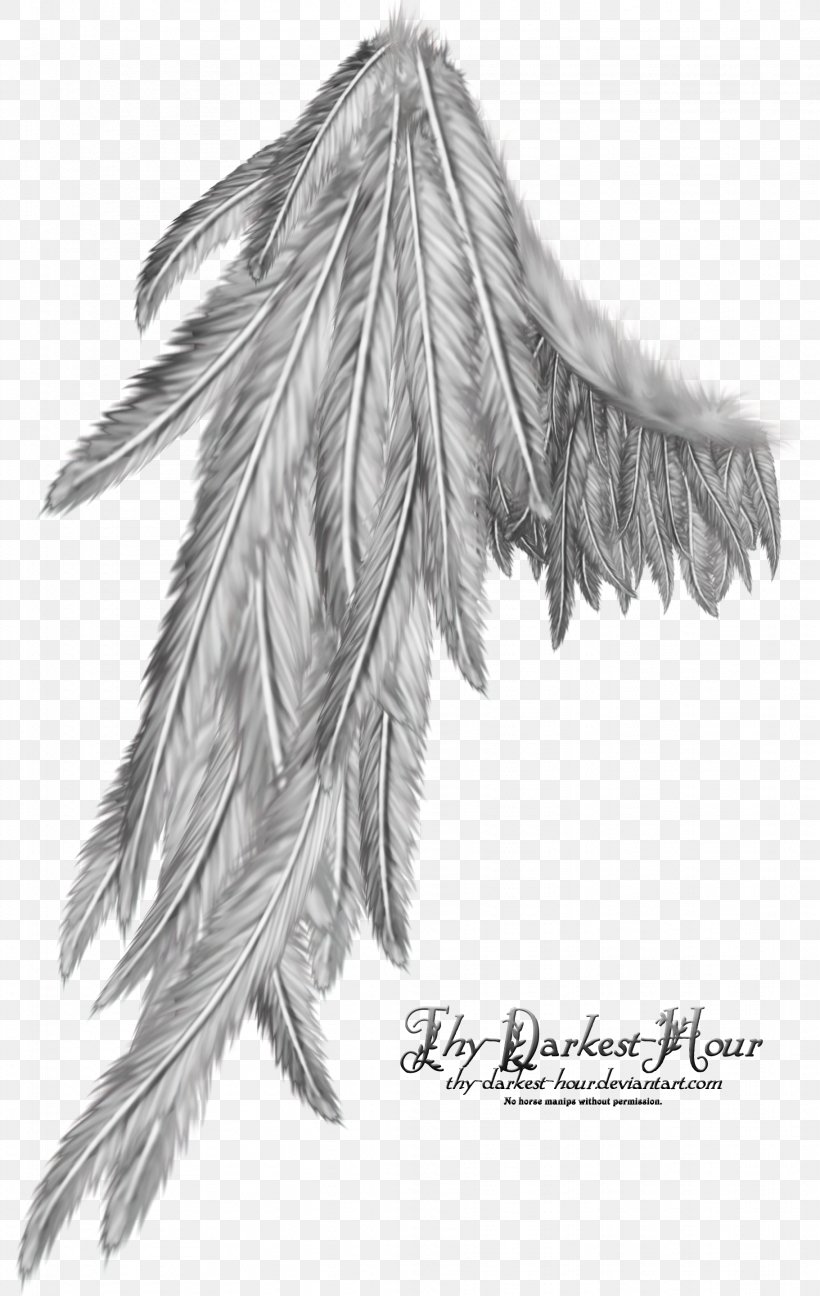 Computer Software Photography, PNG, 1822x2880px, Computer Software, Black And White, Drawing, Feather, Leaf Download Free