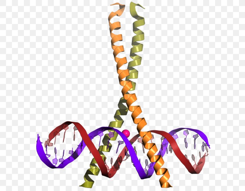 CREB-binding Protein Transcription Factor Leucine Zipper CREB1, PNG, 600x637px, Creb, Animal Figure, Binding Protein, Body Jewelry, Bzip Domain Download Free