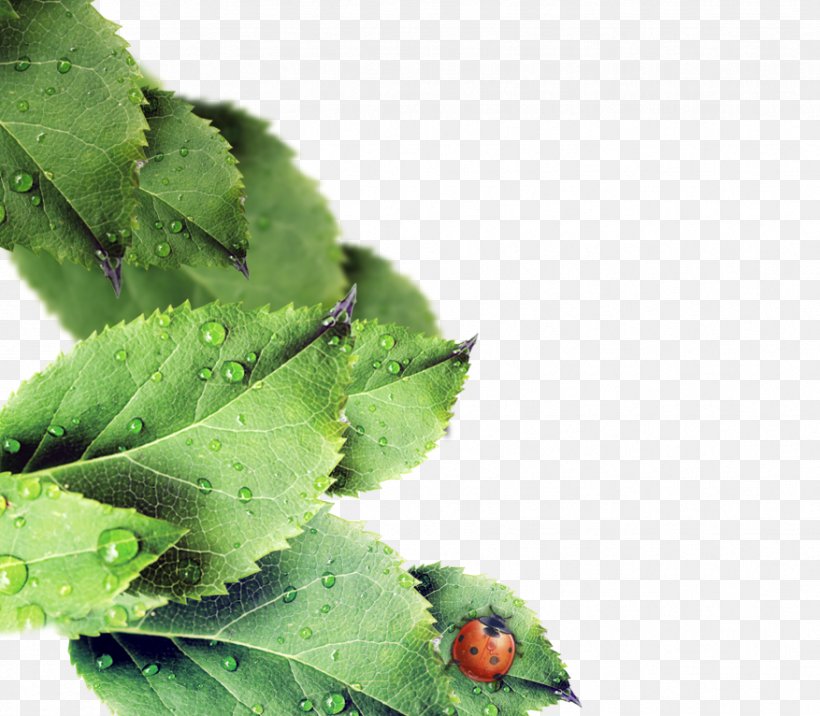 Leaf Drop Green Dew, PNG, 877x766px, Leaf, Coccinella Septempunctata, Dew, Drop, Google Images Download Free