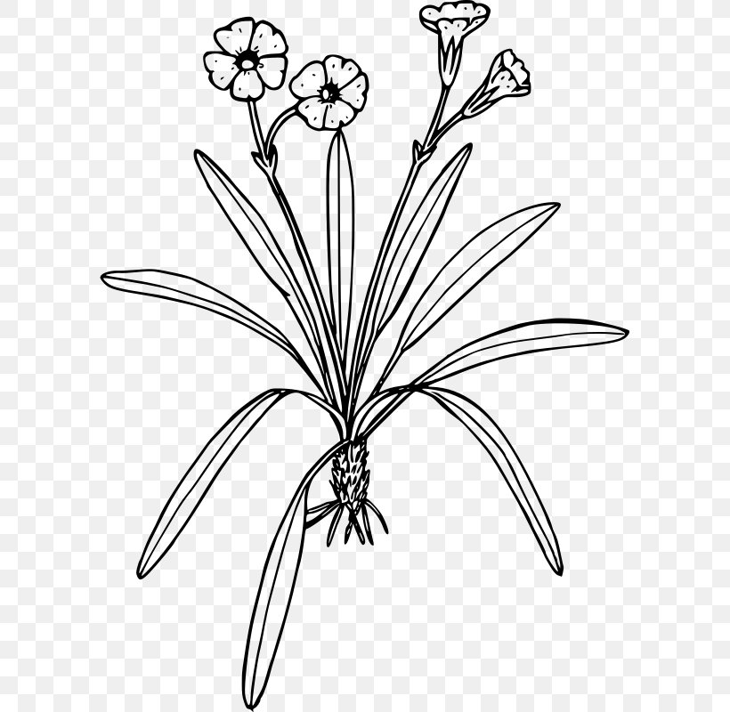 Line Art Drawing Black And White Flower Clip Art, PNG, 595x800px, Line Art, Artwork, Black And White, Body Jewelry, Branch Download Free
