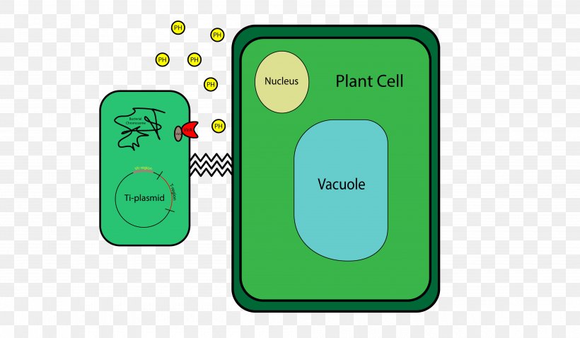 Agrobacterium Tumefaciens Plant Cell Ti Plasmid, PNG, 4000x2333px, Agrobacterium Tumefaciens, Agrobacterium, Area, Bacteria, Biology Download Free