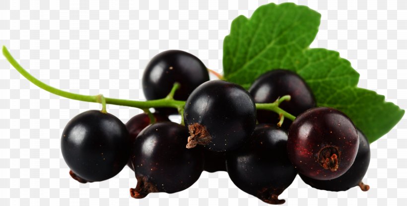 Blackcurrant Bilberry Zante Currant Blueberry, PNG, 1537x780px, Blackcurrant, Berry, Bilberry, Blueberry, Chokeberry Download Free