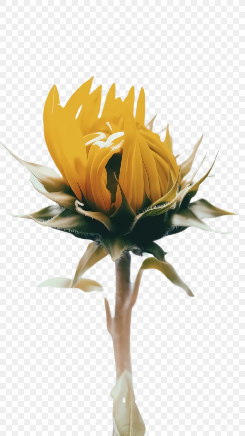 Flowers Background, PNG, 1500x2668px, 2018, Sunflower, Bloom, Collage, Cut Flowers Download Free