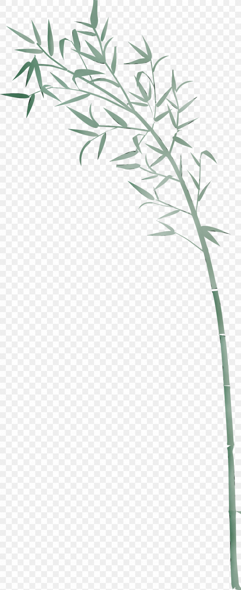 Plant Plant Stem Grass Family Grass Flower, PNG, 1227x3000px, Bamboo, Branch, Flower, Grass, Grass Family Download Free