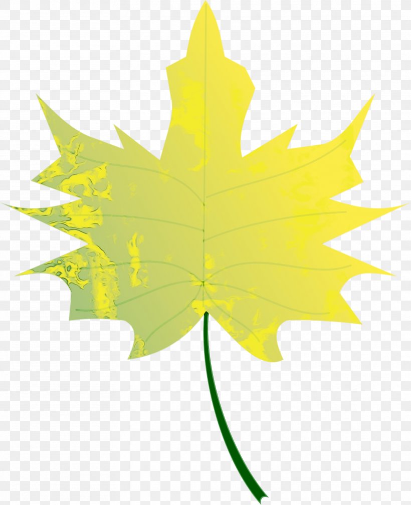 Maple Leaf, PNG, 1819x2238px, Watercolor, Black Maple, Leaf, Maple Leaf, Paint Download Free